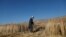 An Afghan farmer harvests wheat on a field in Parwan Province. This year's drought is affecting 7.3 million Afghans in 25 of the country’s 34 provinces.