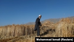 آرشیف، یک دهقان در حال جمع آوری حاصلات گندم در ولایت پروان