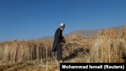یک دهقان در ولایت پروان افغانستان
