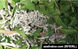 Türkmenistanda ýetişdirilýän pile gurçuklary (arhiw suraty)