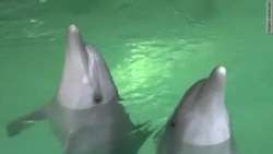 На Украине раненых военных лечат дельфины