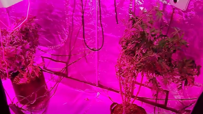 შსს ამბობს, რომ დააკავეს რუსეთის მოქალაქე, რომელსაც სახლში "კანაფის" სათბური ჰქონდა მოწყობილი