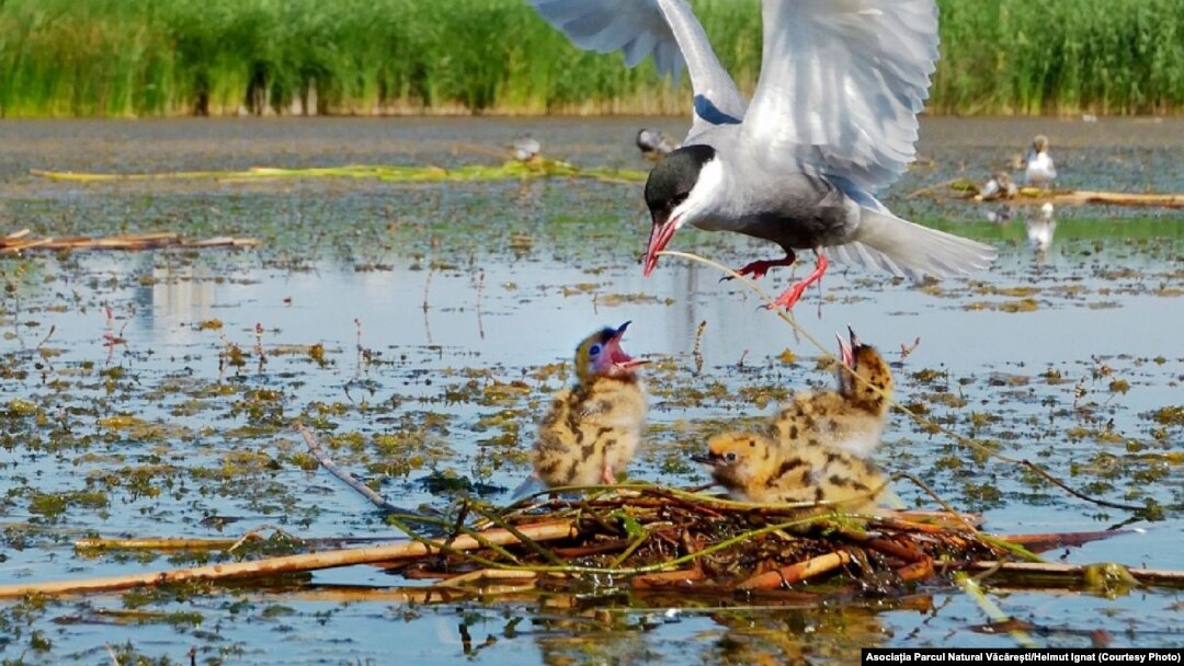 Parcul Natural Văcărești este îngrijit de o asociație care ar fi putut deveni deja și partener oficial în administrarea zonei. La sfârșitul lunii trecute însă, Agenția pentru arii protejate a spus: „nu". 