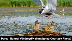 Parcul Natural Văcărești este îngrijit de o asociație care ar fi putut deveni deja și partener oficial în administrarea zonei. La sfârșitul lunii trecute însă, Agenția pentru arii protejate a spus: „nu". 