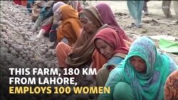 'Orders From A Lady': An Unusual Pakistani Potato Farm
