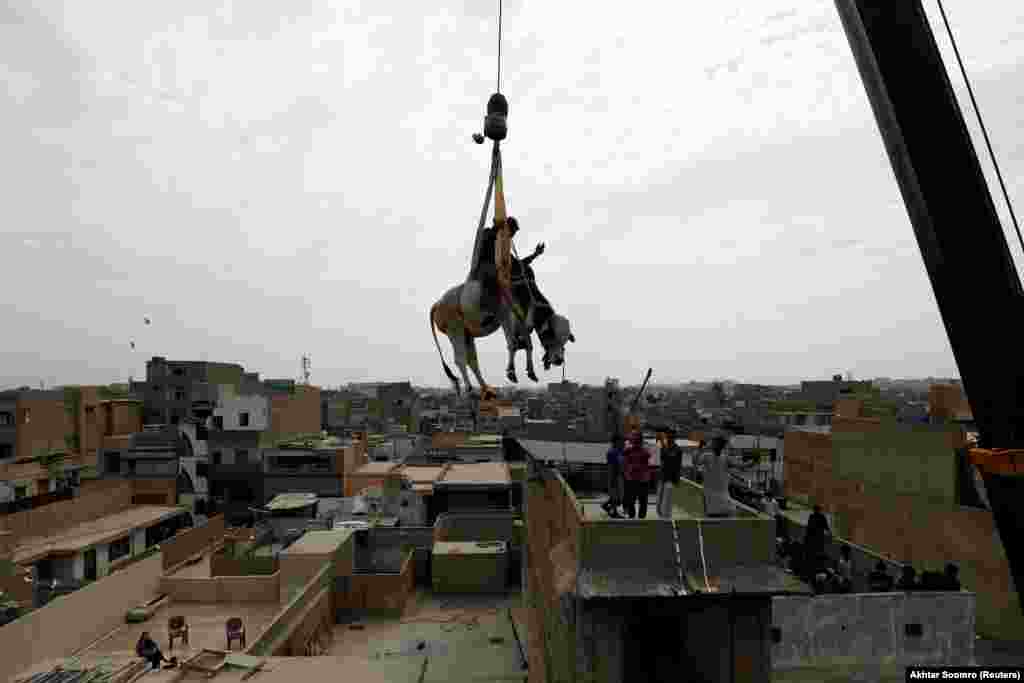 A man sits on a sacrificial cow as it is lowered from a rooftop by crane ahead of the Eid al-Adha festival in Karachi. This year&nbsp;the Feast of the Sacrifice begins on July 21 and is celebrated near the end of the hajj pilgrimage to Mecca. &nbsp;