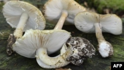 The deadly poisonous mushroom Amanita phalloides -- also known as the "death cap" -- is found in Iran, although it's not known if this was the type that is responsible for the deaths.