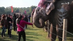 په نيپال کې فيلان فټبال، نڅا او د حسن سیالي کوي