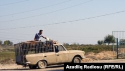 Mal bazarı- [Fotolar]