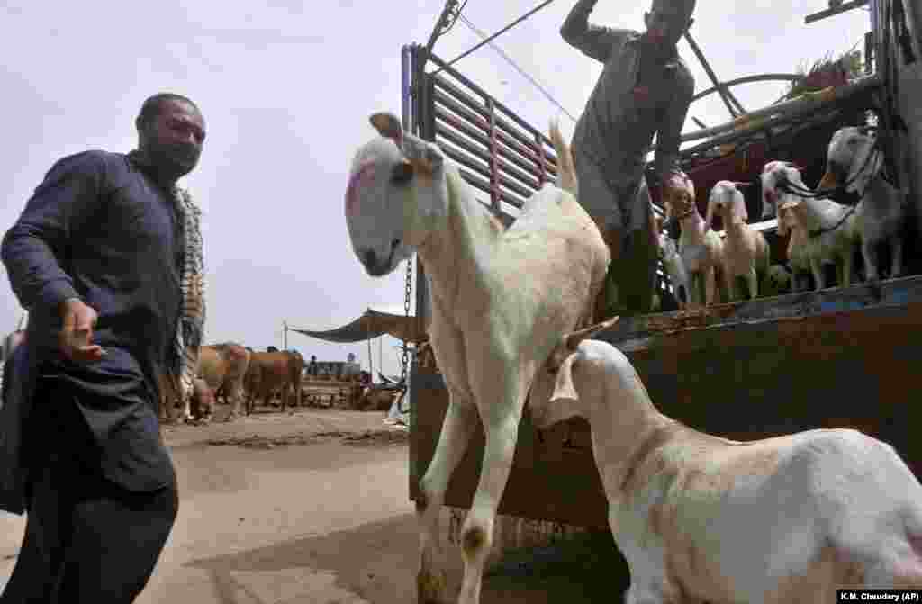 Прадаўцы разгружаюць коз на рынку, арганізаваным для мусульманскага сьвята Ід аль-Адха (Курбан-байрам)&nbsp;у Лагоры, Пакістан. (AP/K.M. Chaudary)