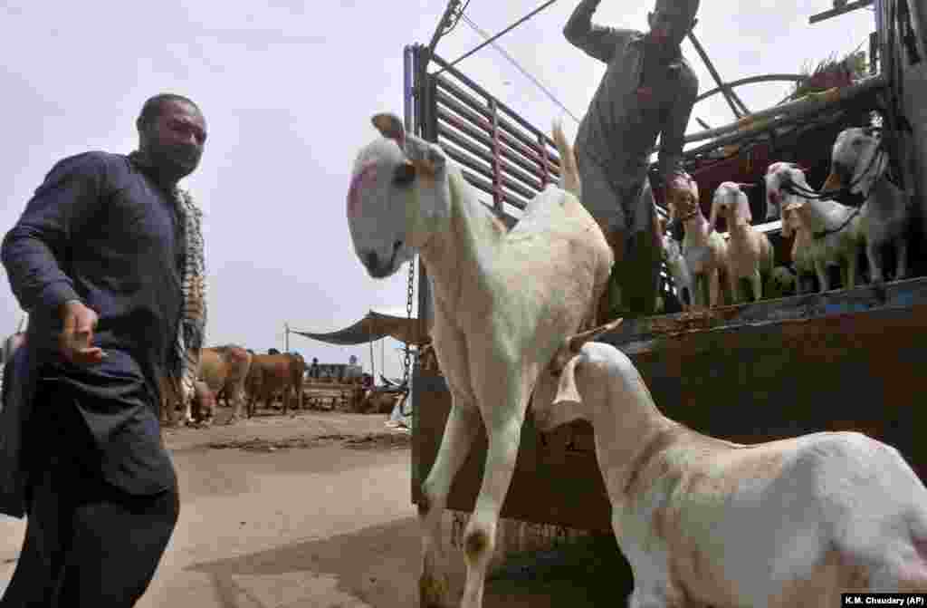 Vendors unload goats after arriving at a market set up for the upcoming Muslim festival of Eid al-Adha in Lahore, Pakistan. (AP/K.M. Chaudary)