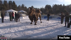 Жертвенный верблюд в Ангарске