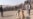 Ҳомиёни ҷонварон мехоҳанд, сагҷанг дар Тоҷикистон бас шавад. ВИДЕО