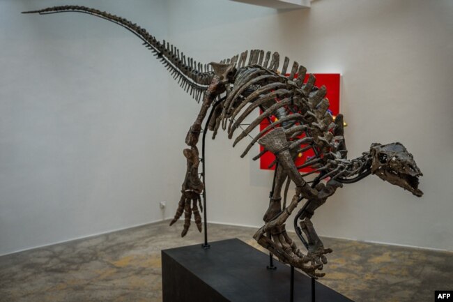 Skeleti i dinozaurit Barry.