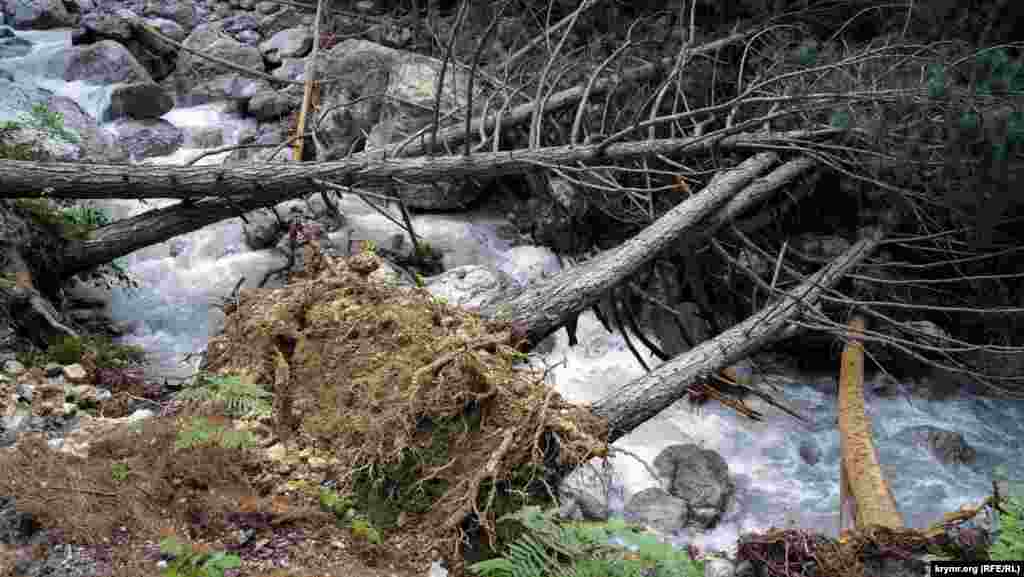 Велика вода згубила не одне дерево в Уч-Коші. Минулими посушливими роки місцевість навколо ущелини більше і частіше страждала від іншої напасті &ndash; лісових пожеж​ &nbsp;
