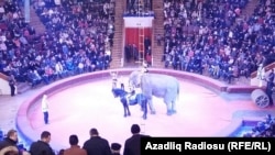 Bakı sirki, 2 yanvar 2017