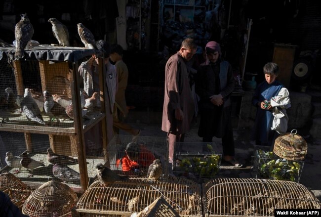 Një treg ku shiten shpezët në Kabul të Afganistanit. (AFP/Wakil Kohsar)