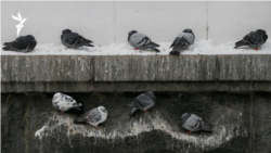 "Холодомор". Аязда тоңған украиндар | Репортаж 