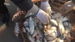 Новый мор рыбы — в озерах Павлодарской области. Что происходит?