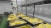 RUSSIA -- Vacuum-packed cooked peeled potatoes ready for shipment at Concord Culinary Line factory