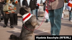 На сьвяткаваньне Дня Волі беларусы адпаведна адзяваюць нават сваіх хатніх гадаванцаў