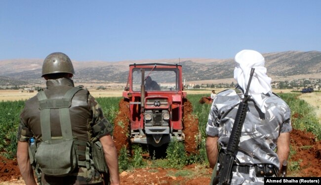 یک سرباز و یک نیروی پلیس مشغول تأمین امنیت یکی از مزارع در حال برداشت حشیش در نزدیکی بعلبک