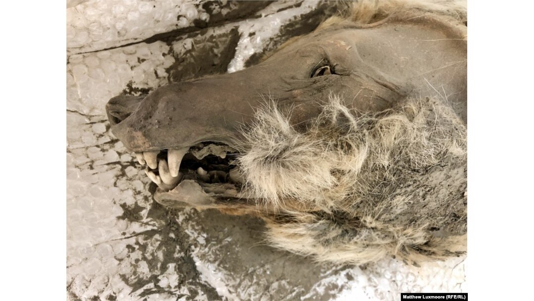As Siberia's Permafrost Thaws, Scientists Marvel At The Mammoth Treasures Beneath As Siberia's Permafrost Thaws, Scientists Marvel At The Mammoth Treasures Beneath