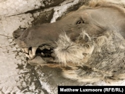 The head of a steppe wolf found in the Siberian permafrost that was dated as being 32,000 years old.
