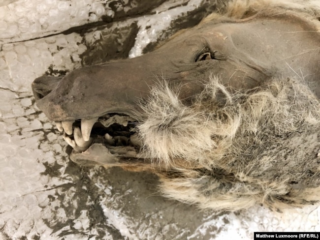 The head of a steppe wolf found in the Siberian permafrost that was dated as being 32,000 years old.