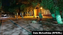 ქუჩის ძაღლებს რუსთავში ადგილობრივი ქალი აპურებს