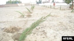 ارشیف؛ نیالګي