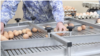 La data de 8 octombrie 2024, primul producător de ouă de consum (categoria A), din R. Moldova, a fost listat cu dreptul de a-și exporta produsul pe piața UE.