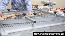 Specialiștii recomandă să atrageți atenția, atunci când cumpărați ouă, la termenul de valabilitate și codul de pe ambalaj.