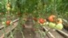 Armenia -- A tomato farm, undated