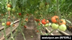 Armenia -- A tomato farm, undated