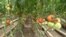 Armenia -- A tomato farm, undated