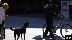 Илустрација: Улични кучиња на плоштадот „Македонија“ во центарот на Скопје 