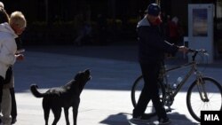 Илустација, кучиња скитници на плоштадот во Скопје