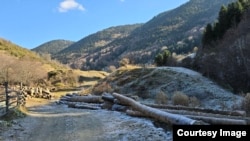 Сеча на шума во селото Врбен во НП Маврово, по шумски пожар кој зафатил деценски стари смрчи.