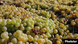 Сбор урожая винограда. Архивно-иллюстративное фото