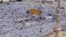 Pilgrims gather outside Mecca (file photo)