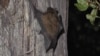 Batty In Belarus - Researching Europe's Biggest Bat video grab 2