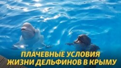 Пленники в Крыму: российский закон убивает дельфинов