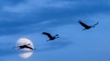 A flock of cranes flies in formation near Balmazujvaros in eastern Hungary.&nbsp;