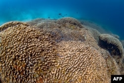 Korali masiv i zbuluar në Paqësor. Fotografi e realizuar nga National Geographic Pristine Seas më 24 tetor 2024.