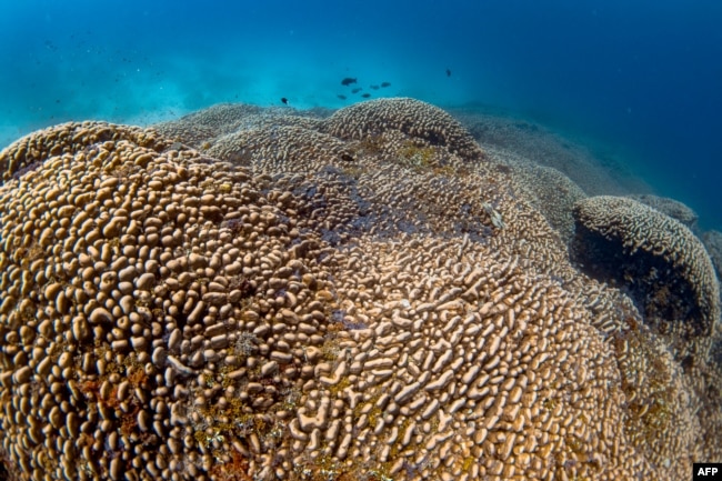 Korali masiv i zbuluar në Paqësor. Fotografi e realizuar nga National Geographic Pristine Seas më 24 tetor 2024.