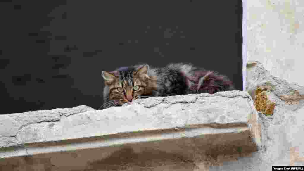 Суворий вуличний кіт спостерігає з вікна