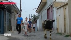 Азия: кредиты на кур и протест в наручниках. 28 ноября