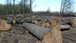 Кругова порука знищує ліси. Як це зупинити?