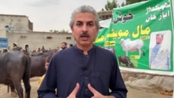 په چارسده کې د قربانۍ څاروي په تول خرڅېږي